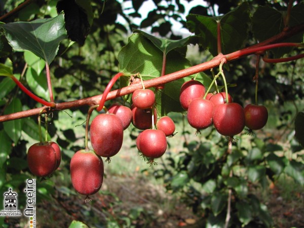 Kiwiño (Actinidia arguta) - Rama con frutos_2.jpg